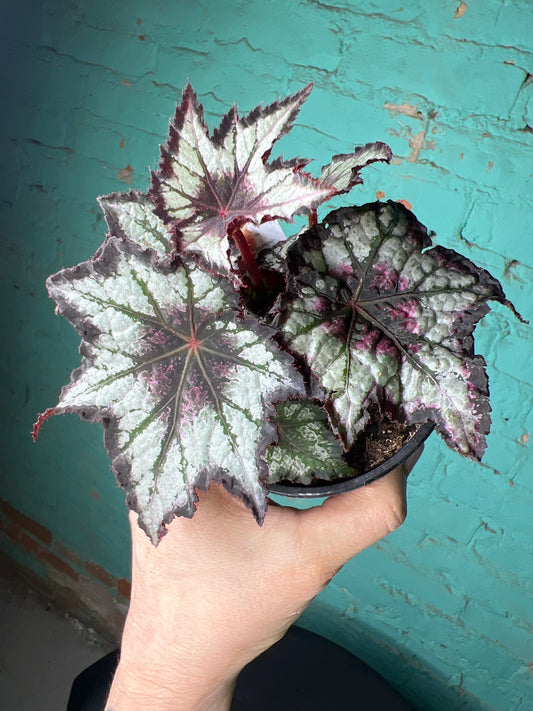 Begonia Rex “Bewitched Night Owl”
