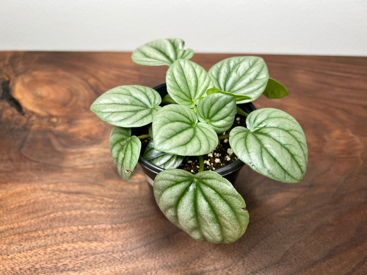 Peperomia-gloss ripples