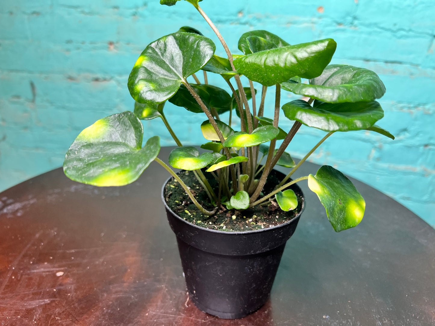 Farfuglum Firefly 4”