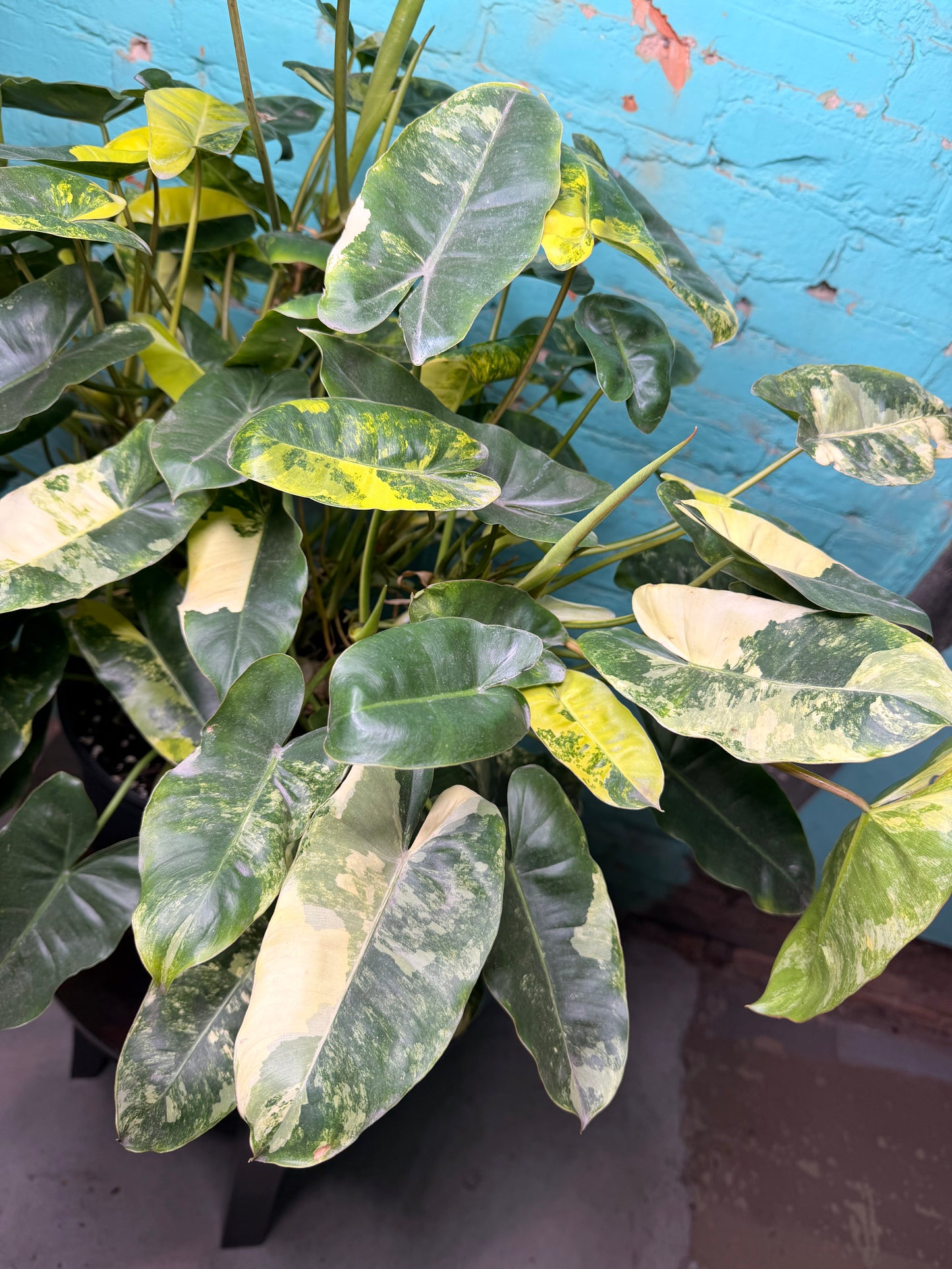 Philodendron Burle Marx Variegated 10”