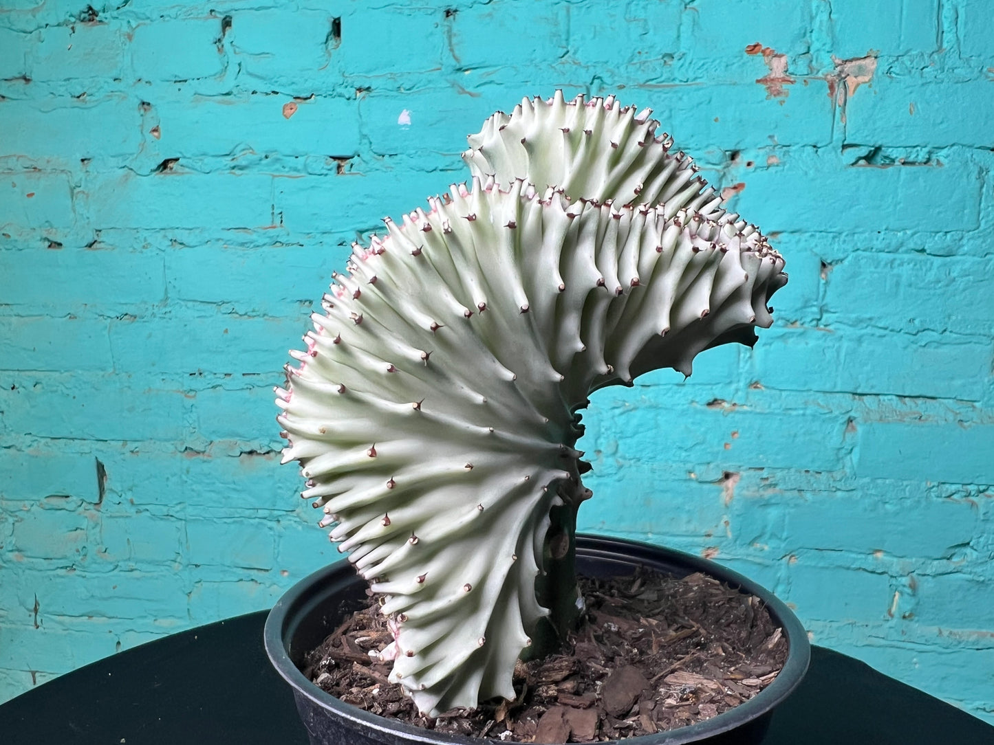 Euphorbia Lactea- Mermaid Tail cactus 6”