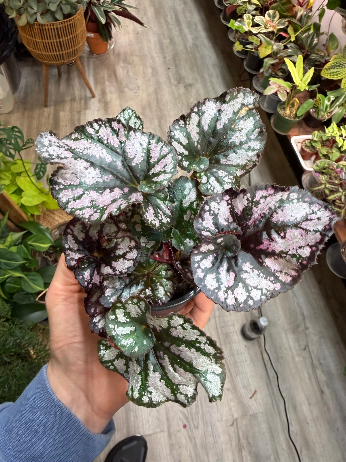 Begonia Rex 4”