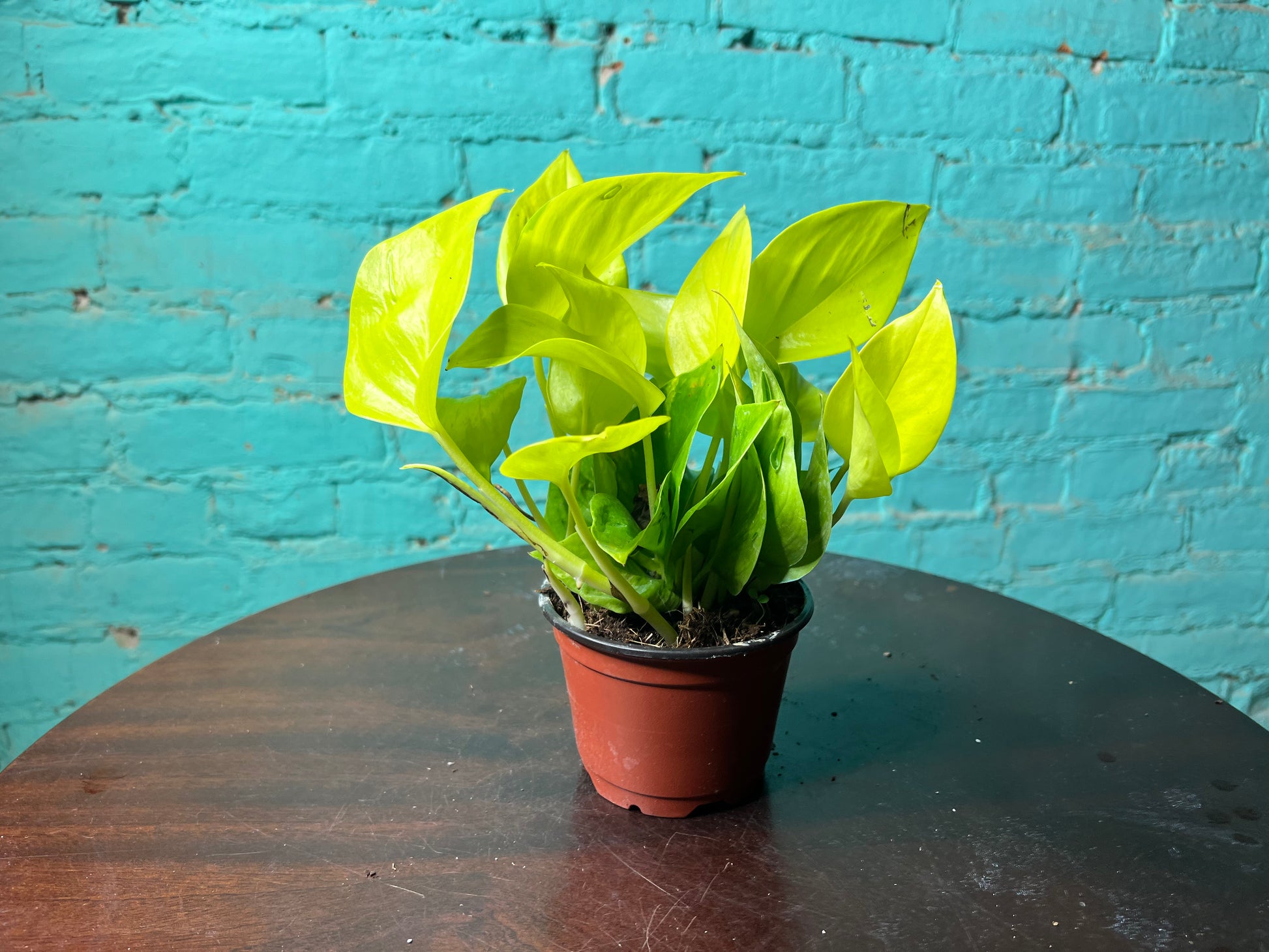 pothos east facing window Pothos San Paulo 4” – The Rooted Plant Shop