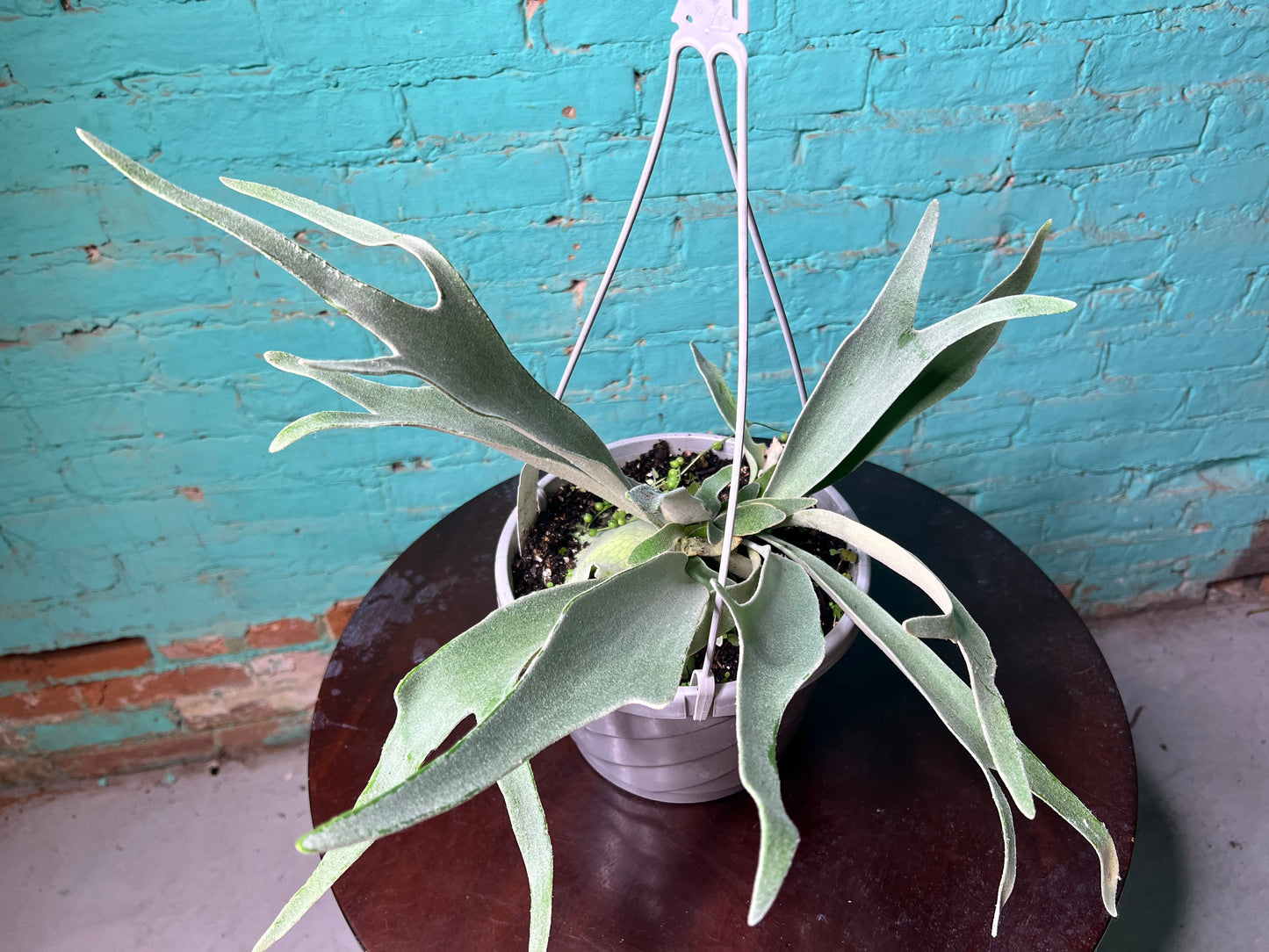 Staghorn Fern Veitchii 8” basket