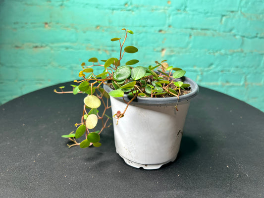 Peperomia- pepperspot