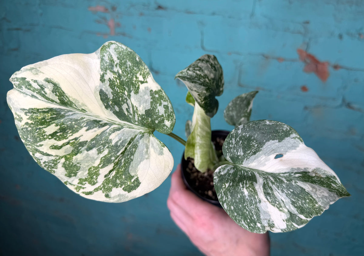 Monstera Crème Brûlée 4”