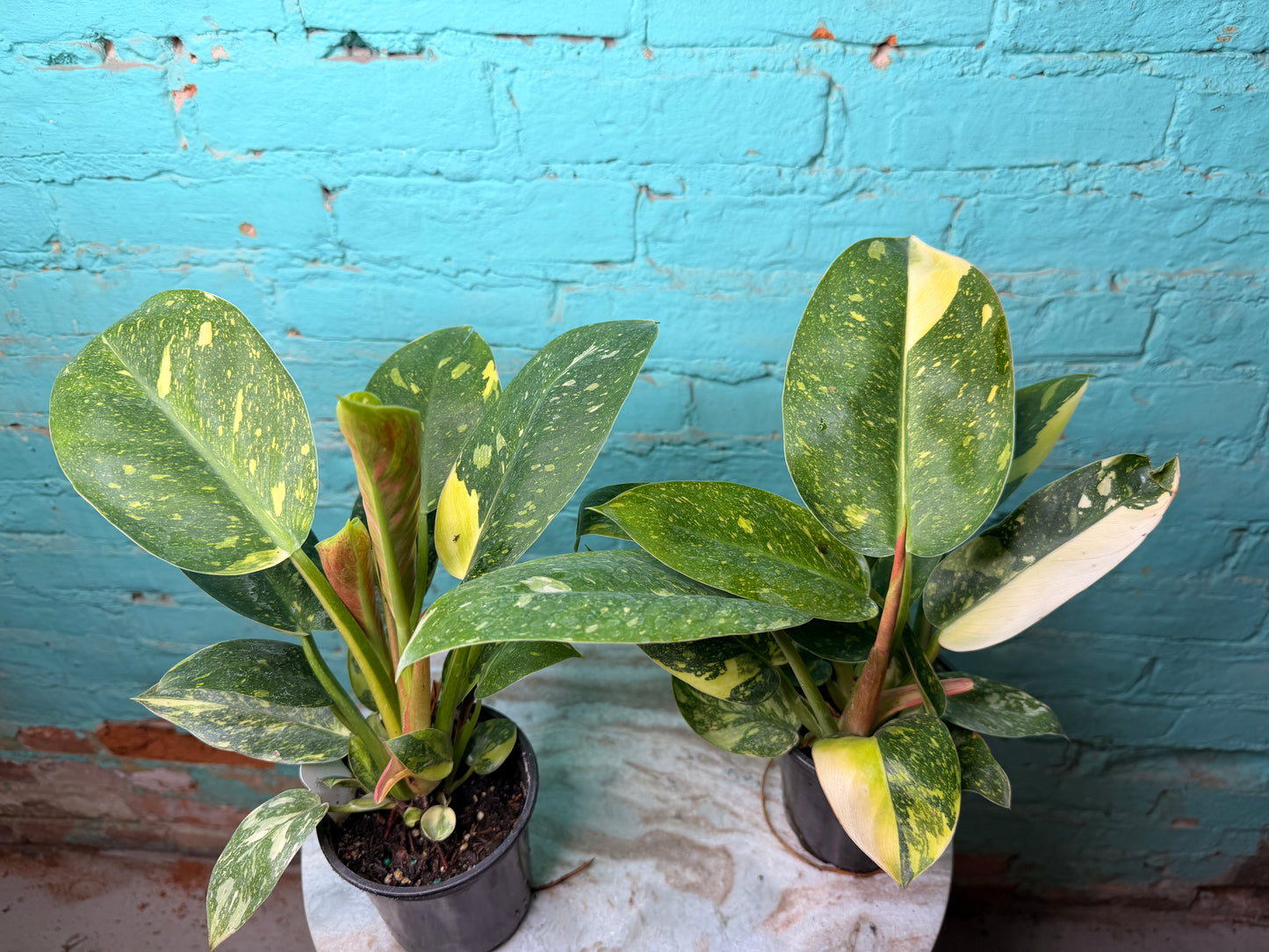 Philodendron Congo Nuclear Variegated