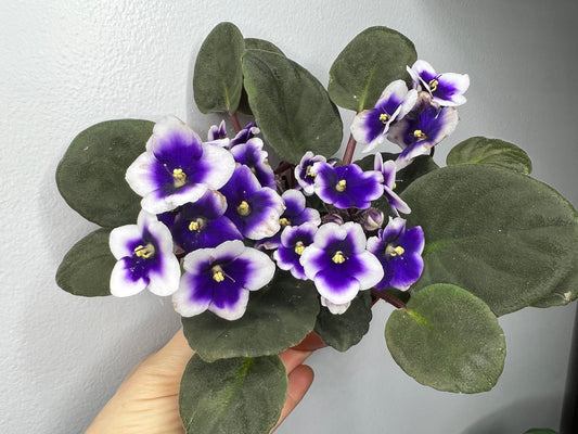 African Violets 4”