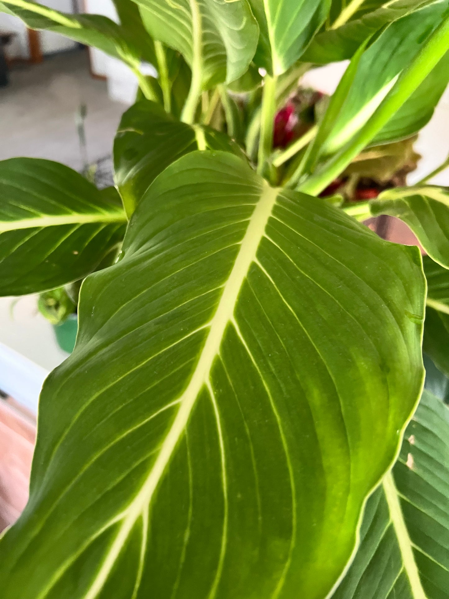 Dieffenbachia Green magic 8”