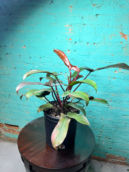 Philodendron Florida Bronze 10”