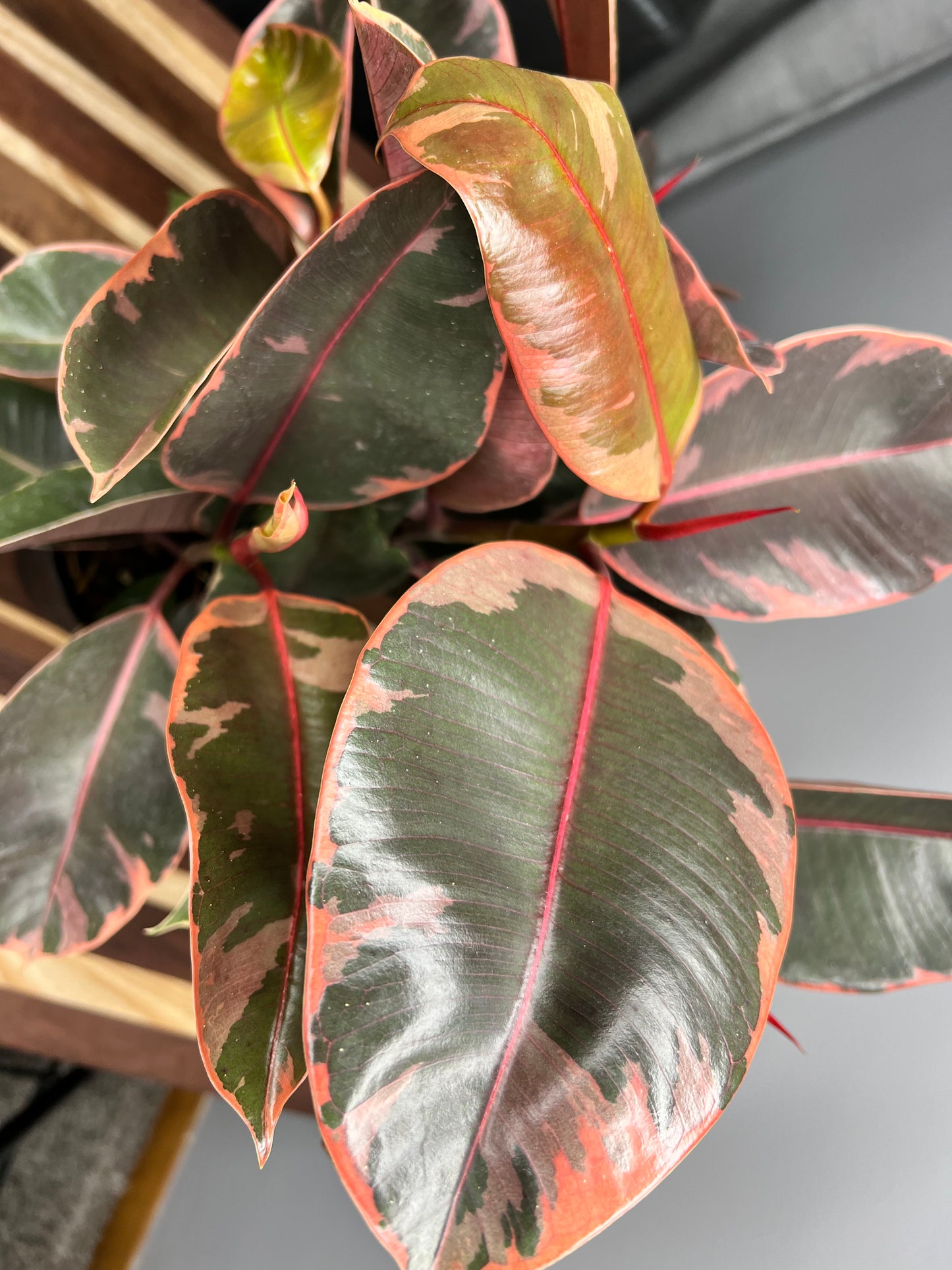 Rubber Plant-Ruby 6”