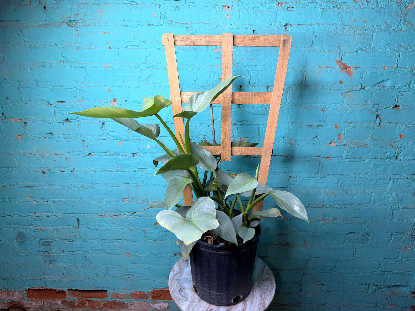 Philodendron Silver Sword Trellis 10”