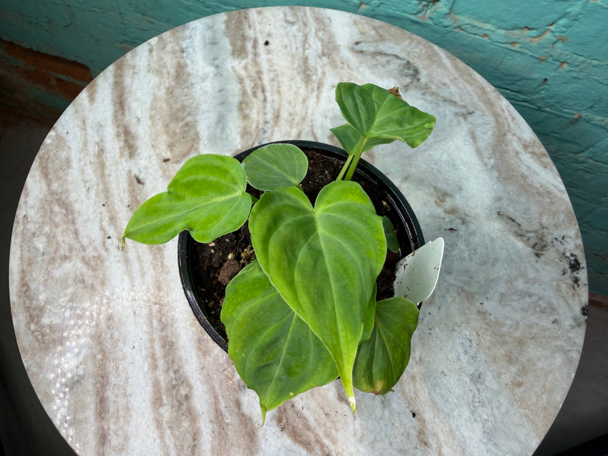 Philodendron Verrucosum  4”