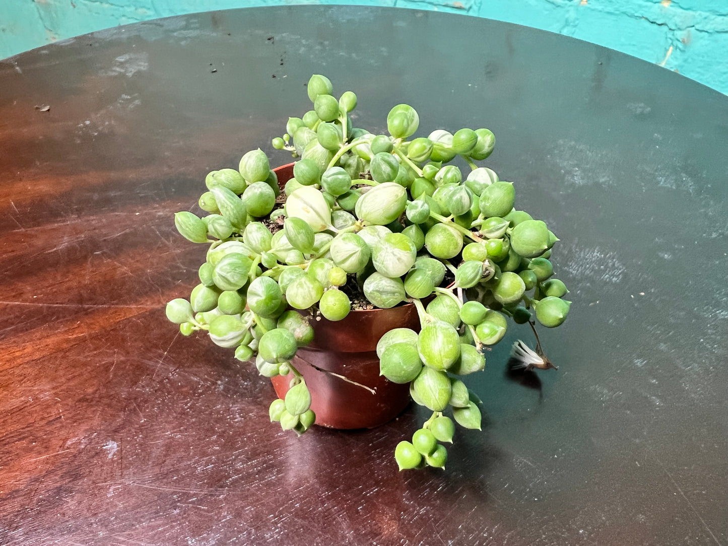 Variegated String of Pearls 3”