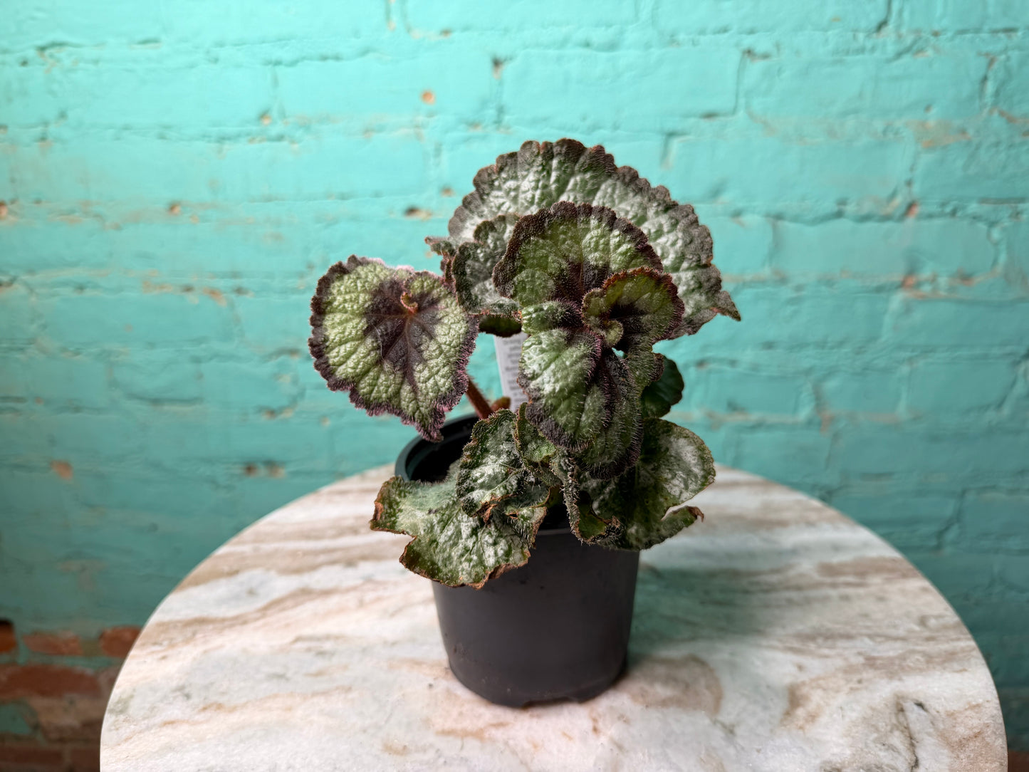 Begonia Escargot (curly)