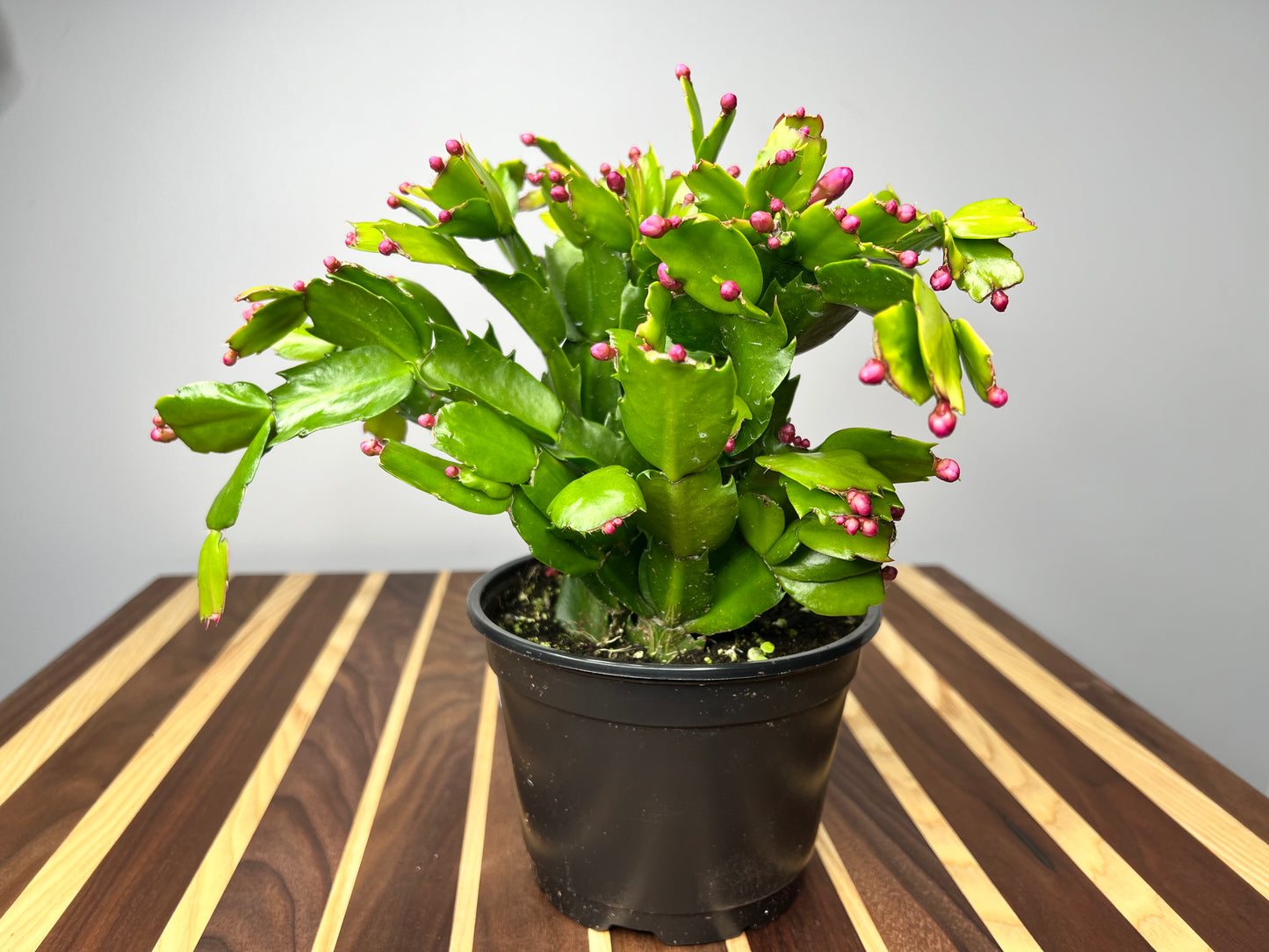 Thanksgiving cactus 6”