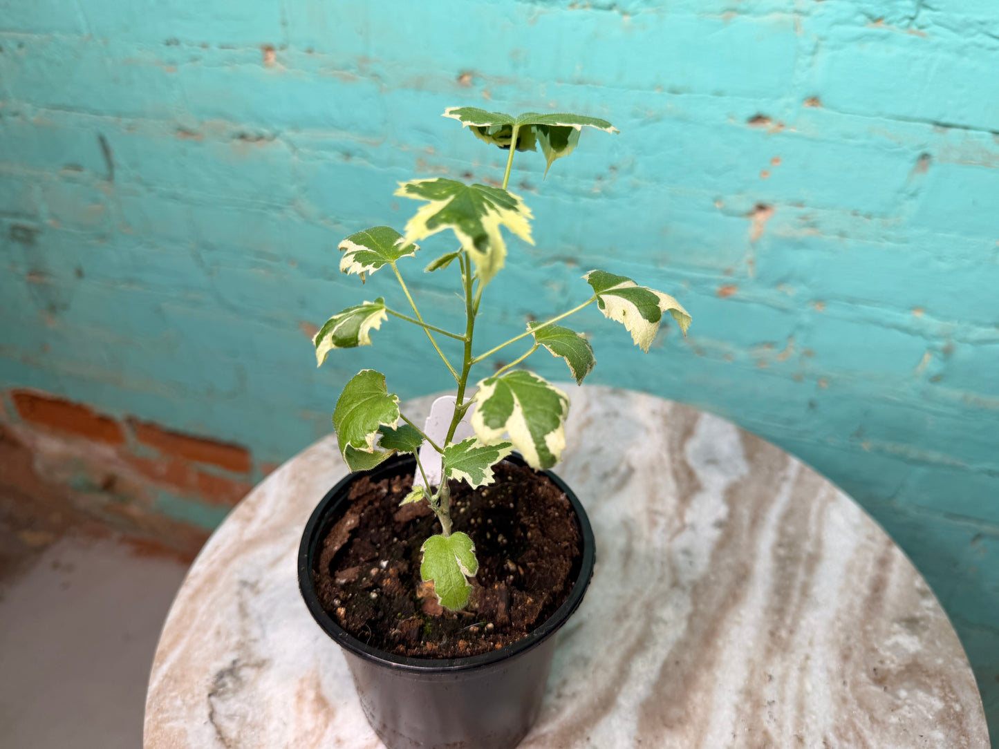 Abutilon Savitzii 4” ‘Variegated Flowering Maple’