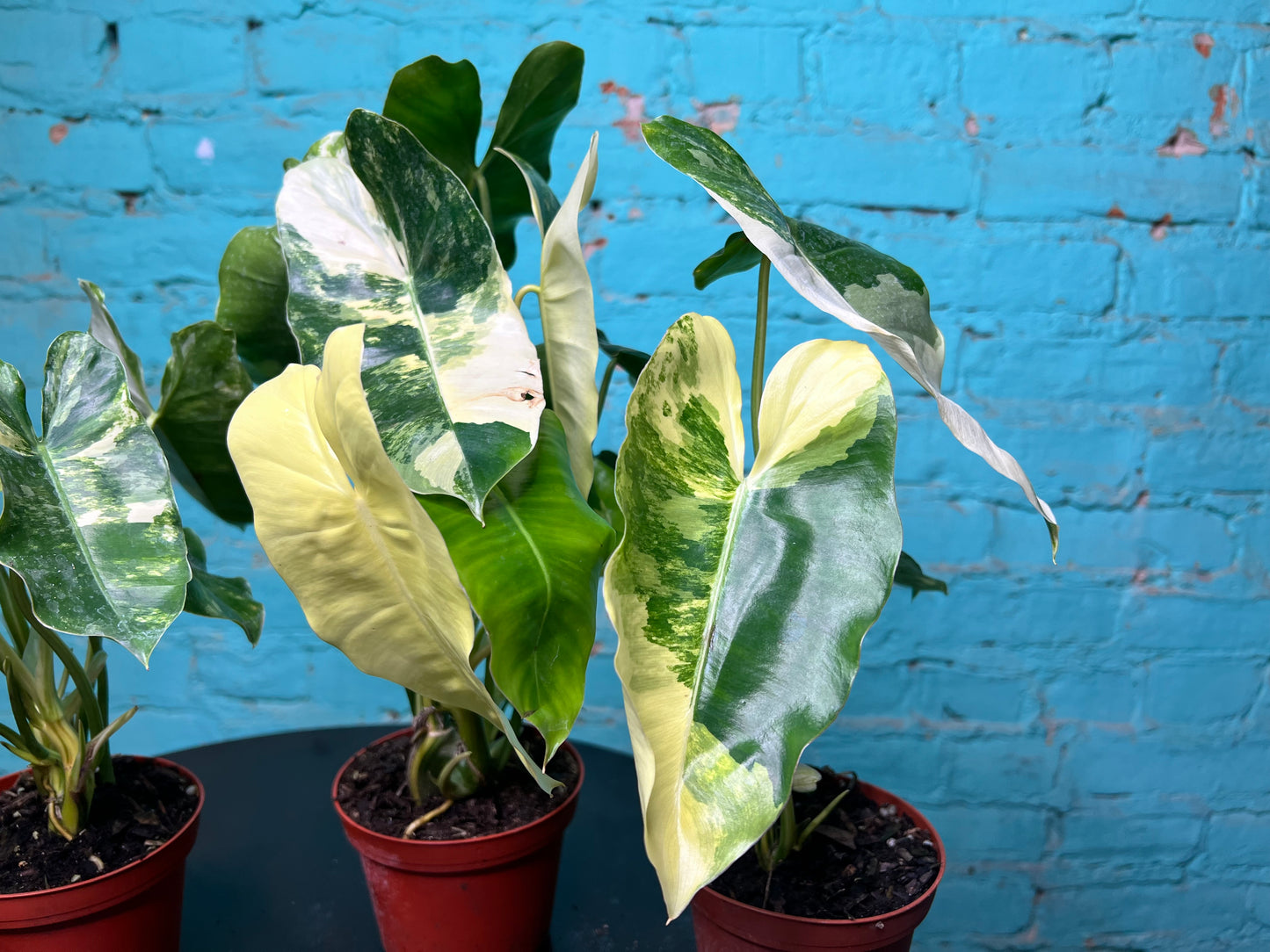 Philodendron Burle Marx Variegated 4”