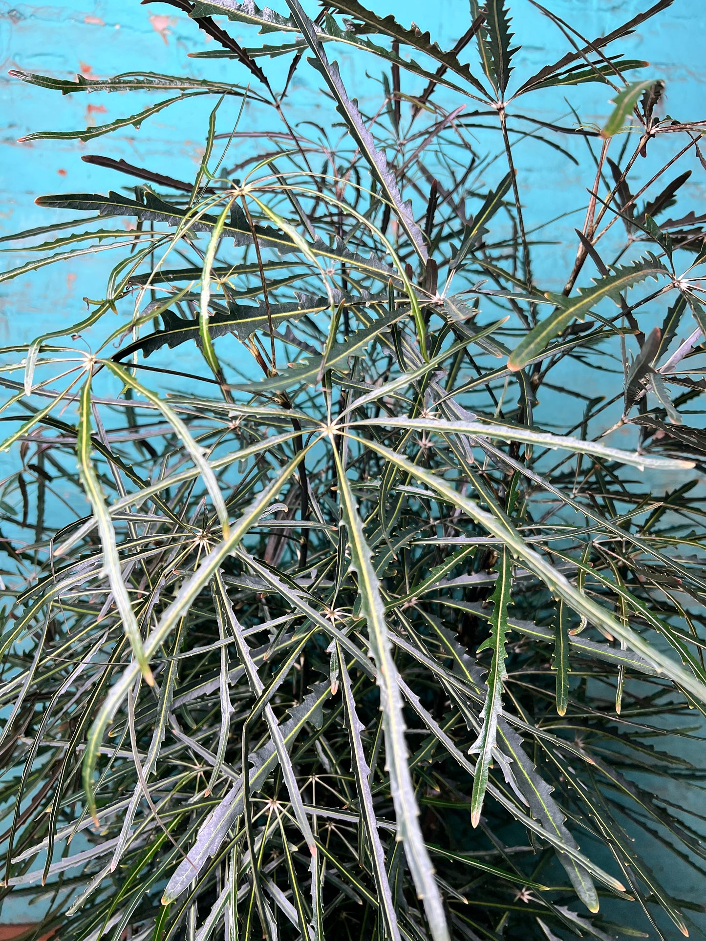 Aralia Elegantissima 10”