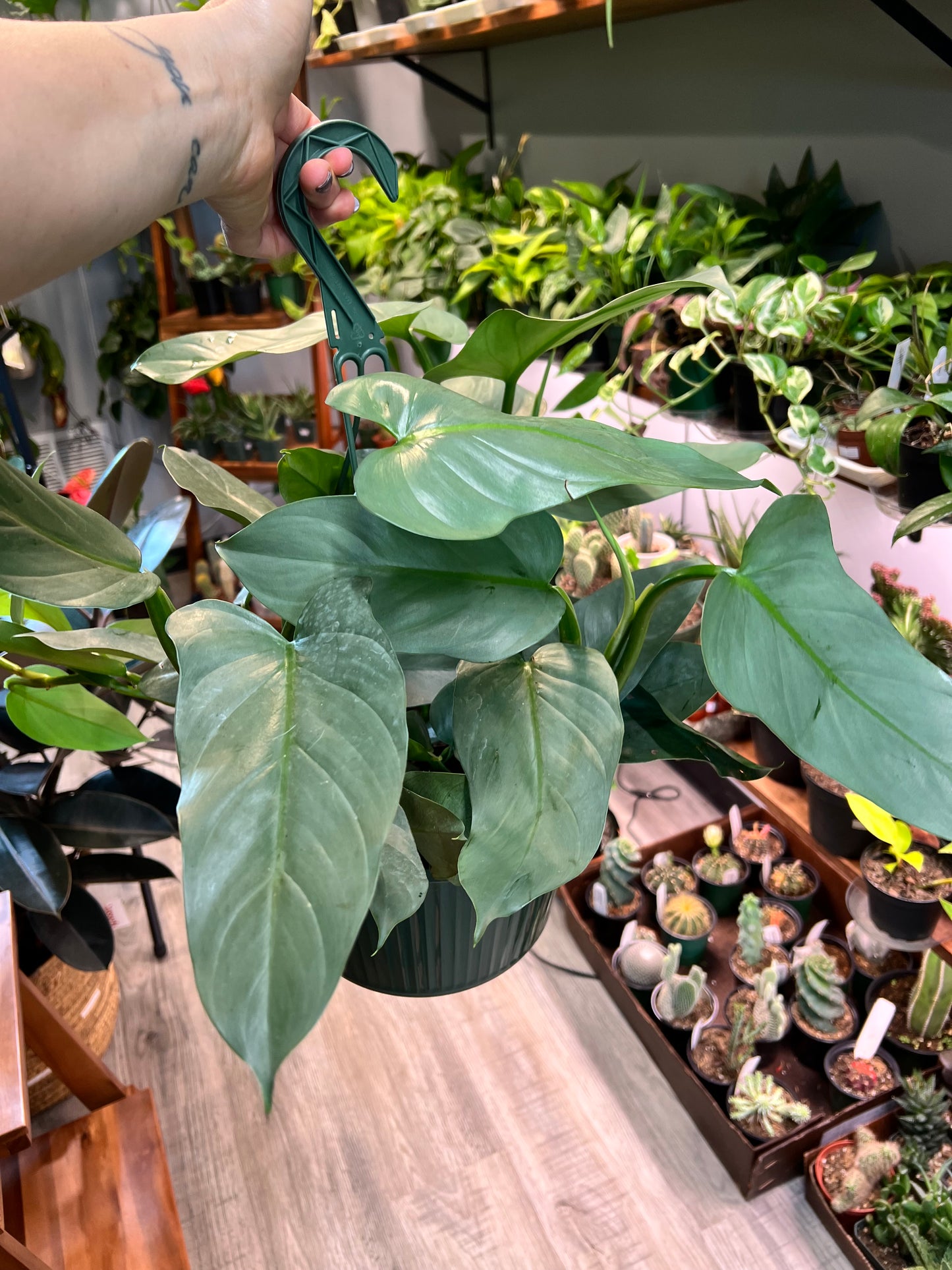 Philodendron Silver Sword basket 10”