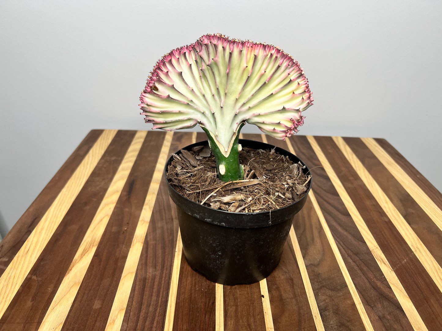 Mermaid Tail- Euphorbia Lactea 6”