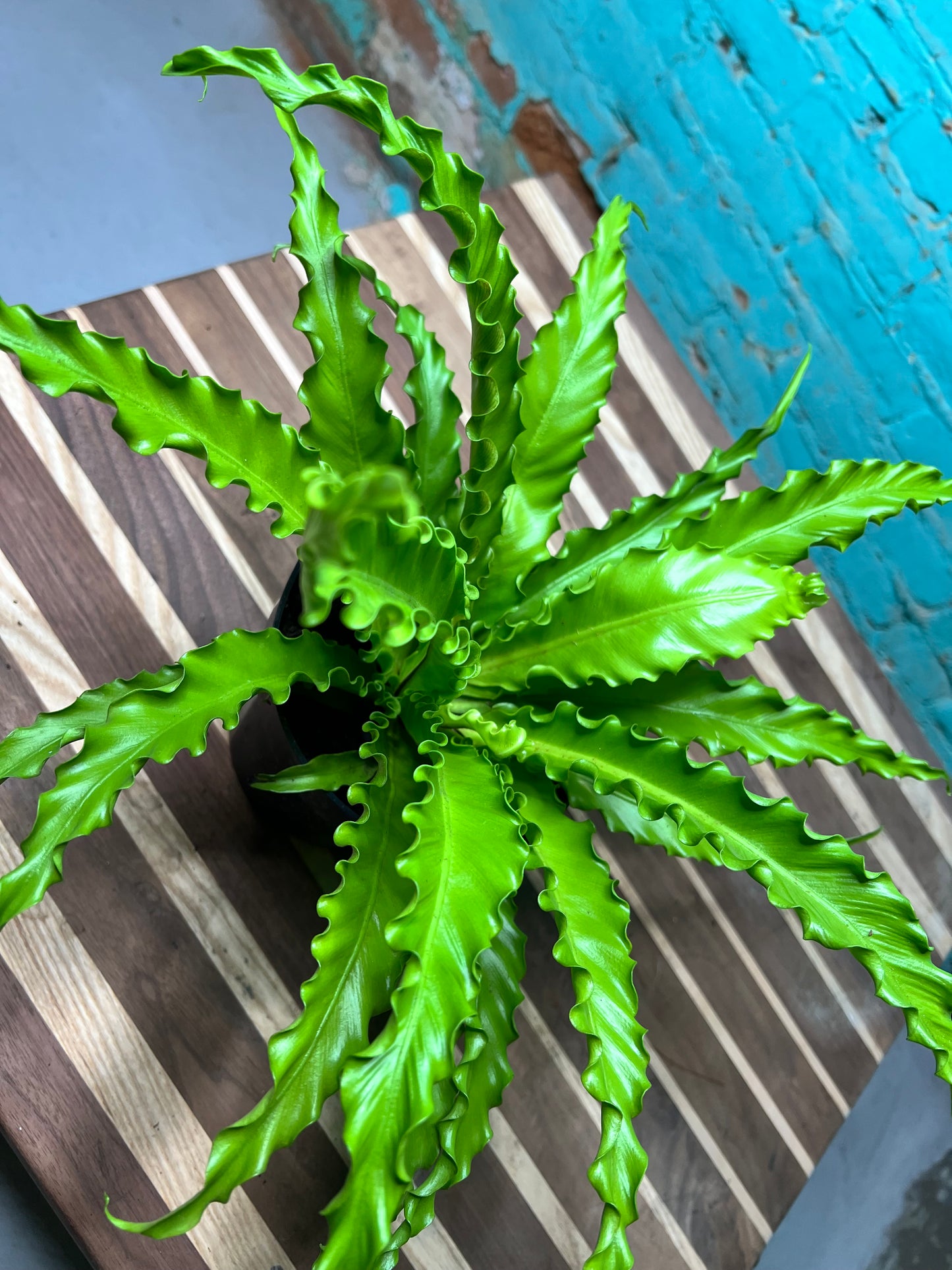 Bird’s Nest Fern curly 6”