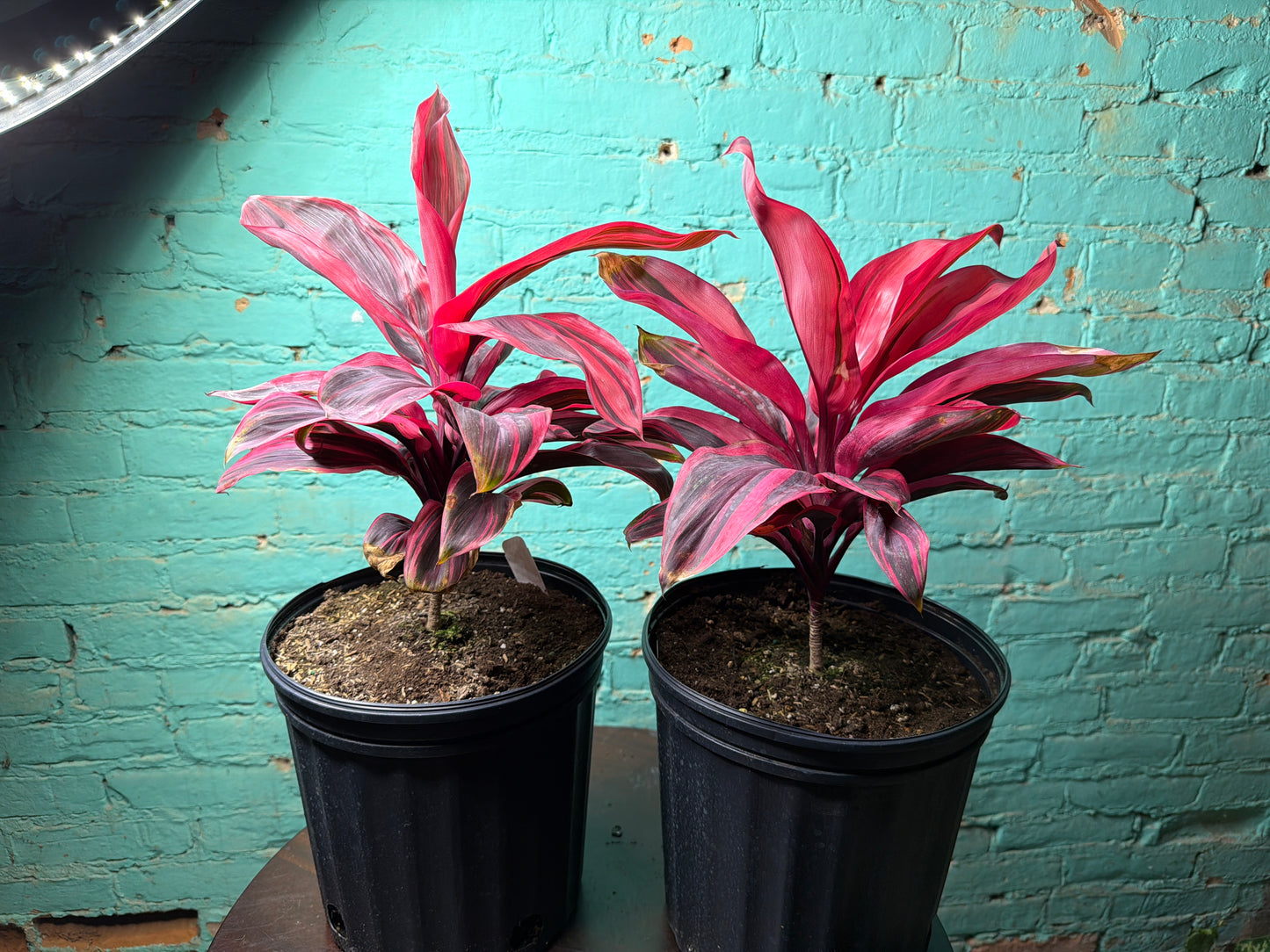 Cordyline Pink Diamond TI 8”