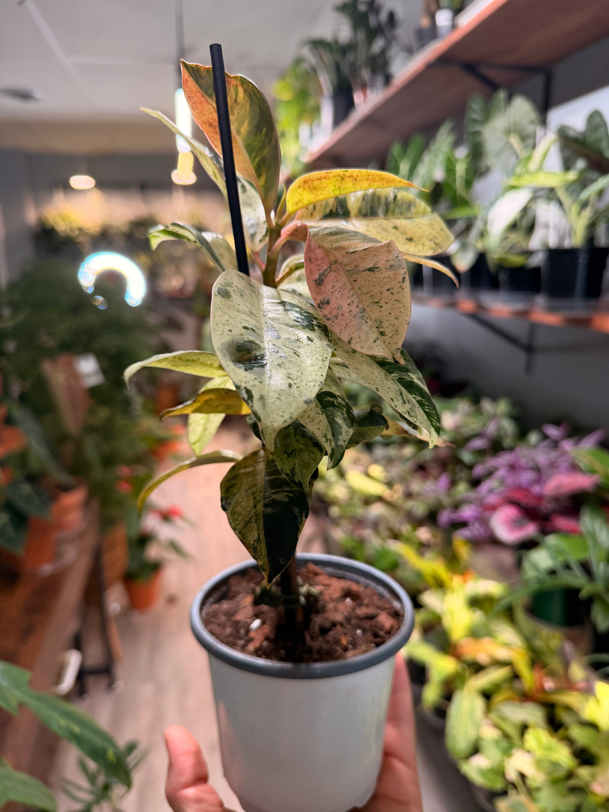 Ficus Shiverenana