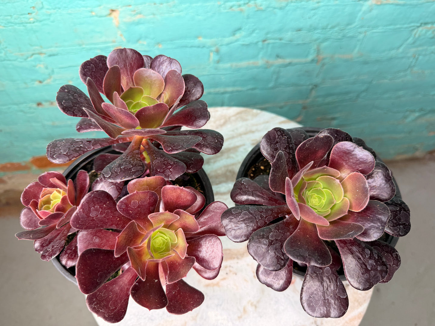 Aeonium Velour 6”