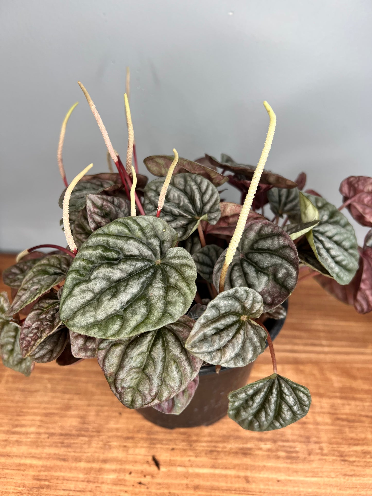 Peperomia Rippes 6”