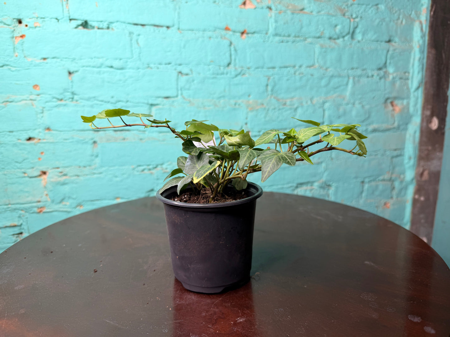 Ivy Teardrop