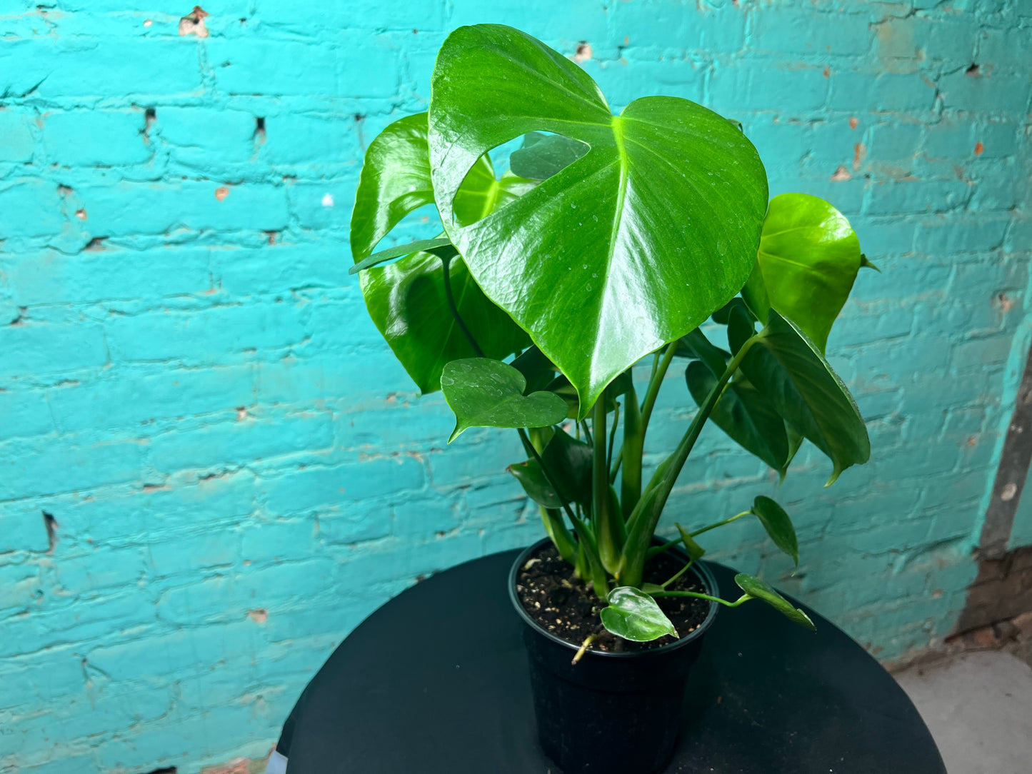 Monstera Deliciosa 6”