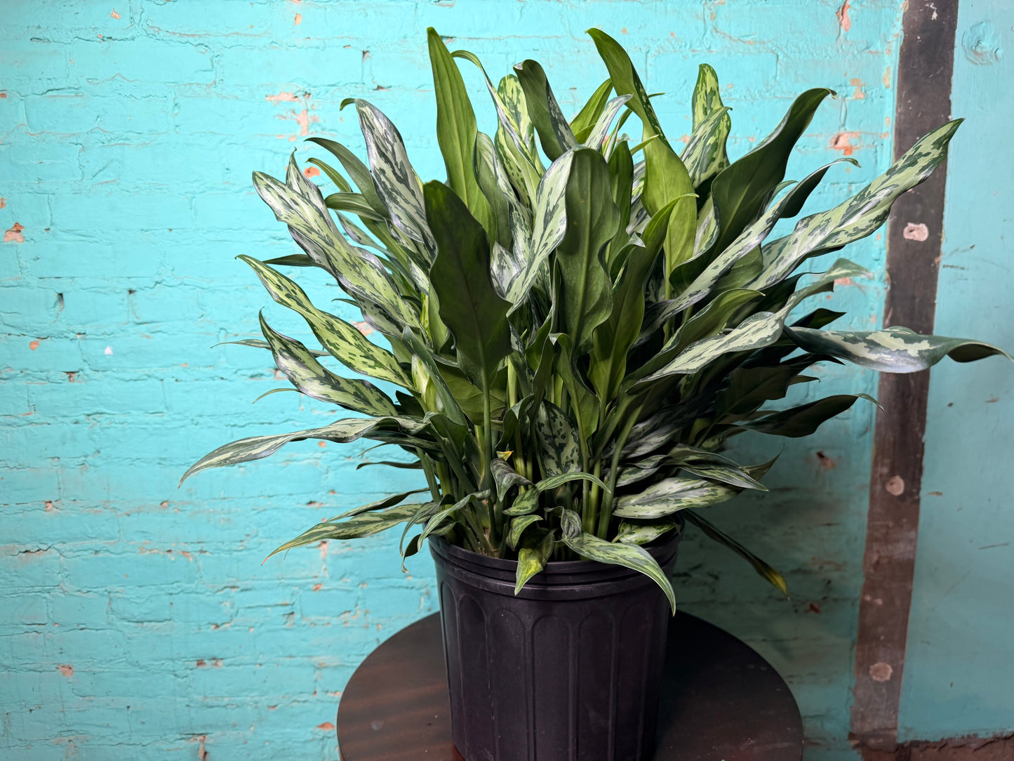 Aglaonema Maria 10”