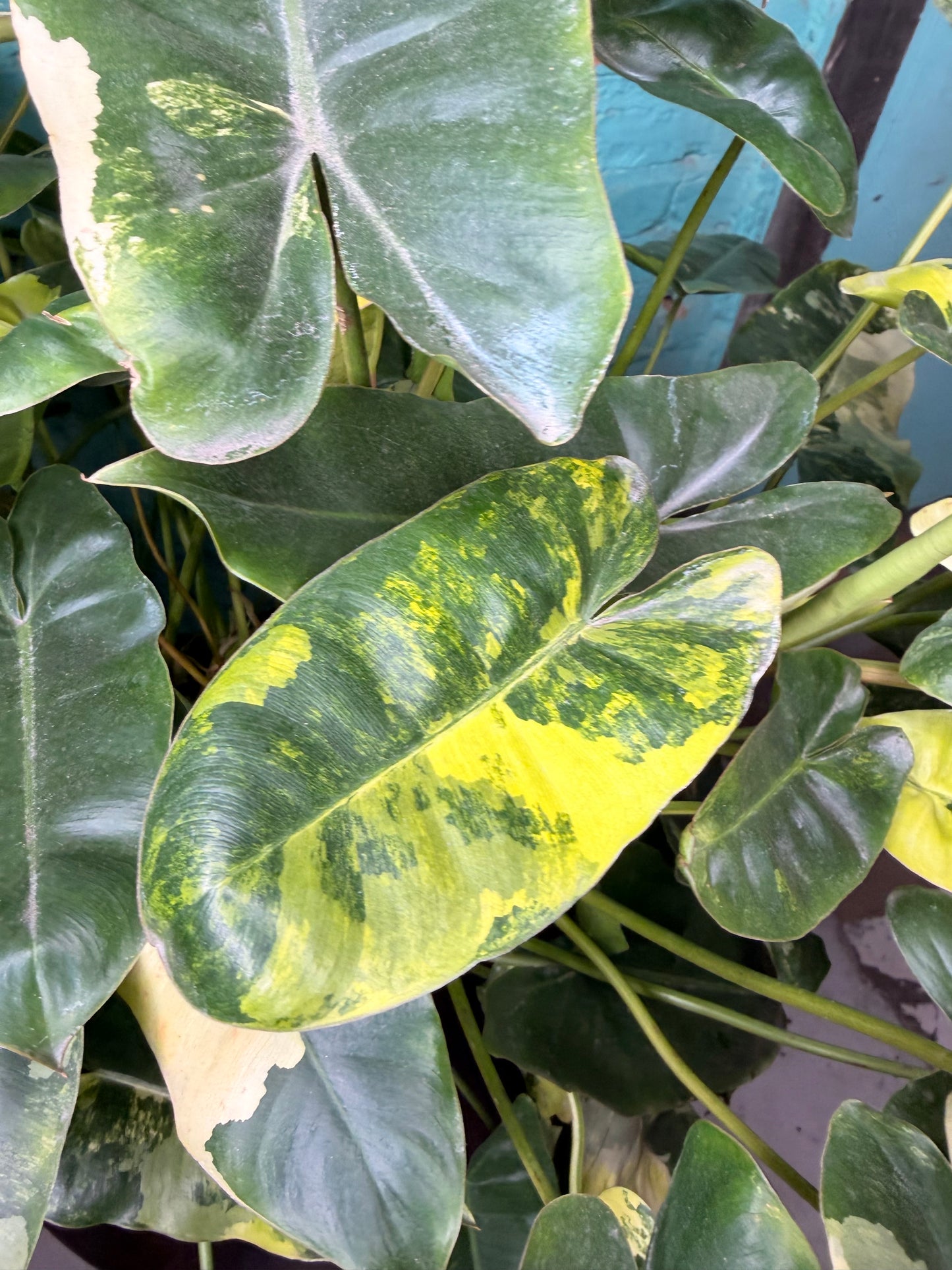 Philodendron Burle Marx Variegated 10”