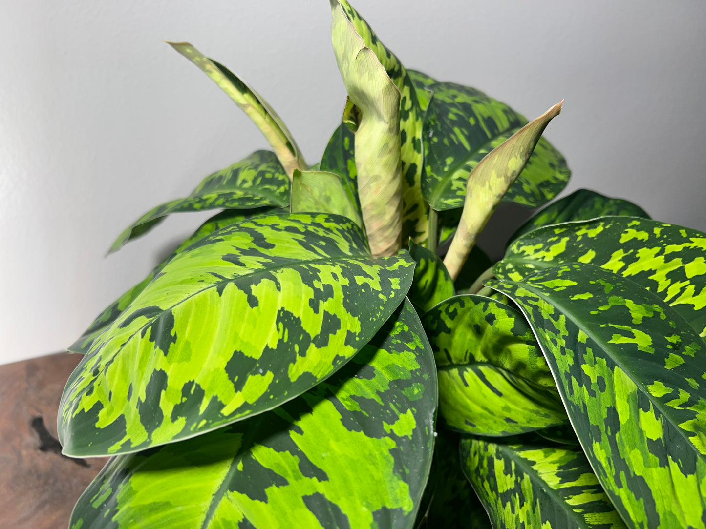 Homalomena Camouflage 6”