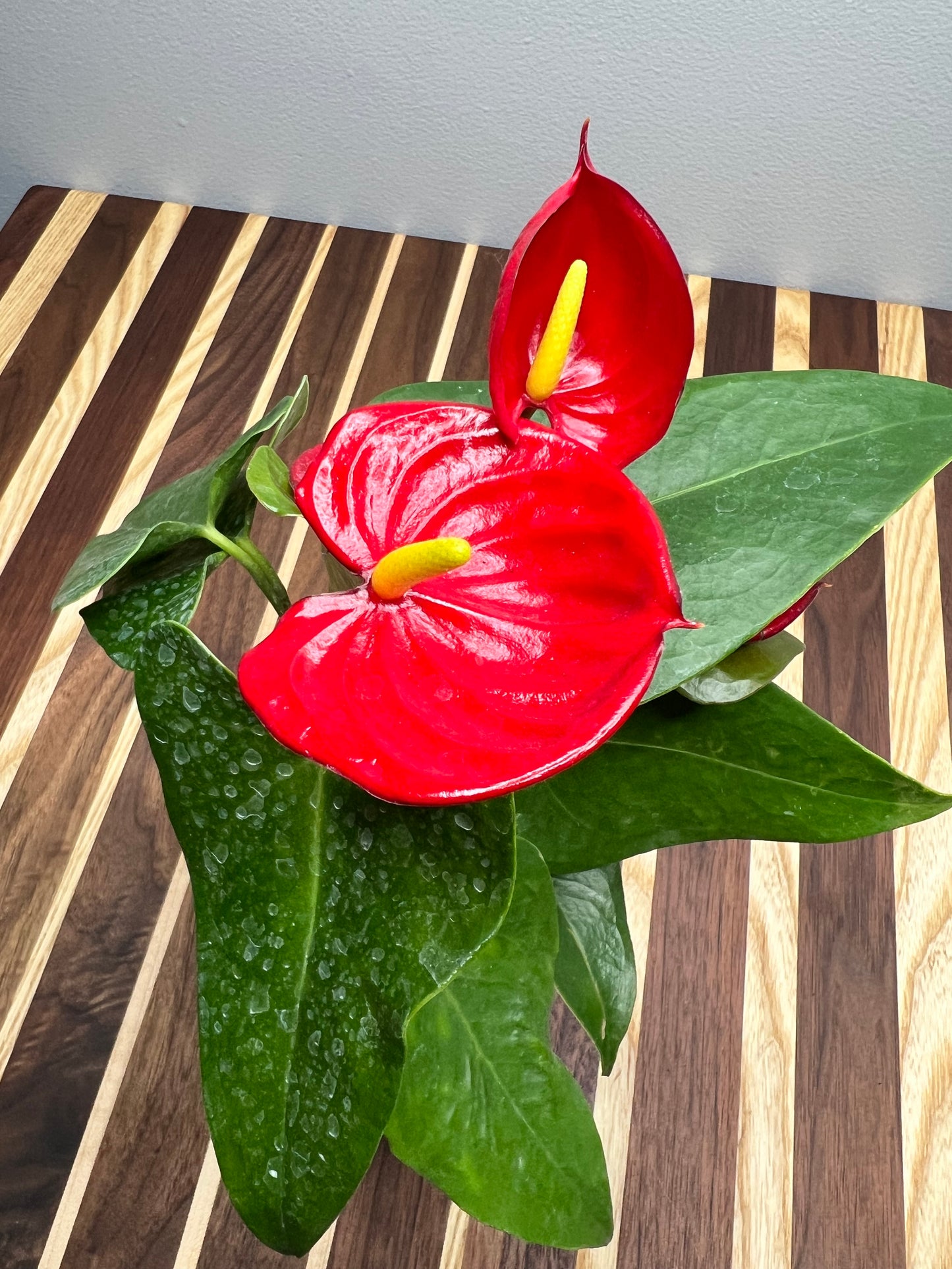 Anthurium 4”