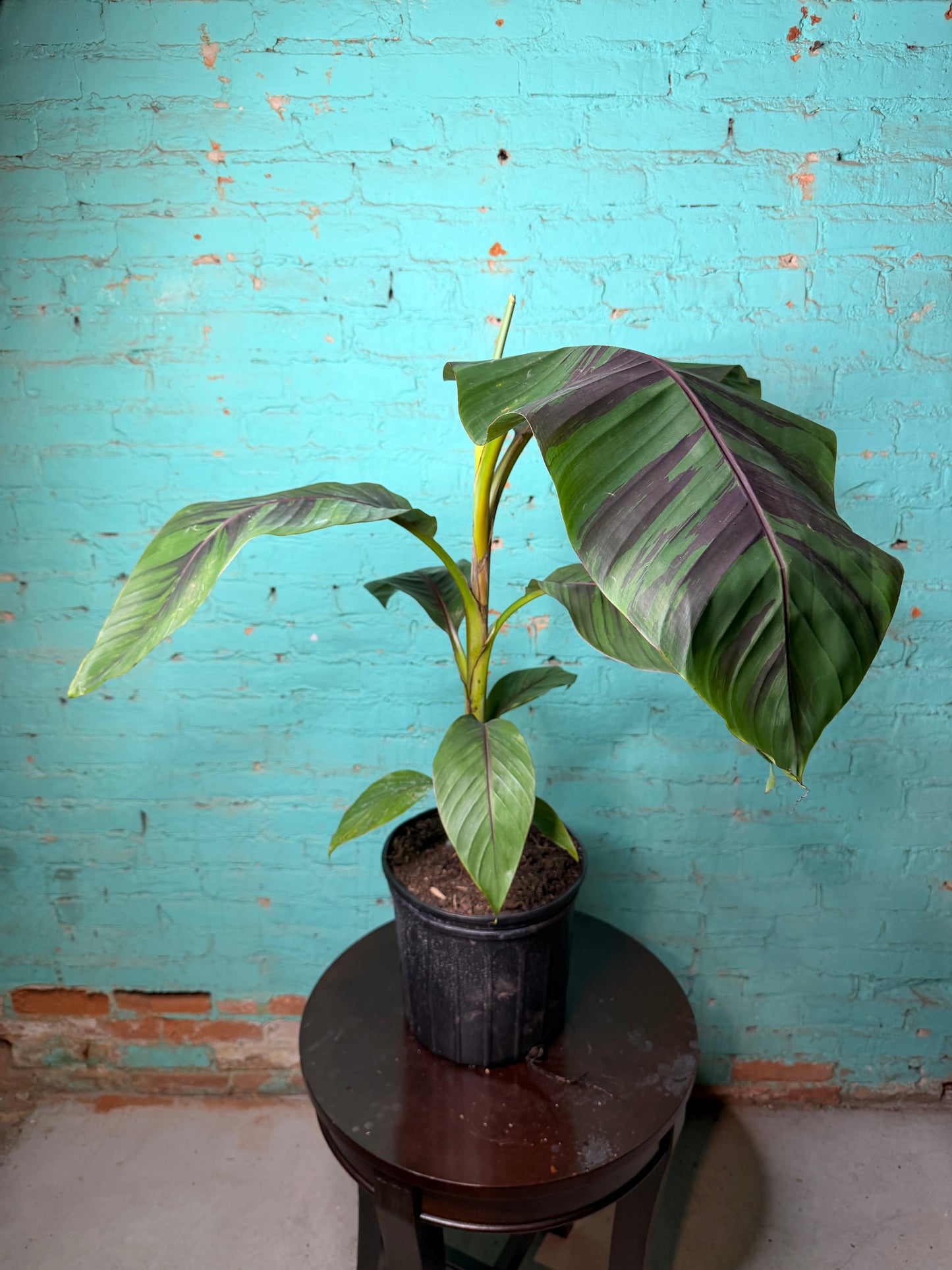 Banana Plant Ever Red 10”