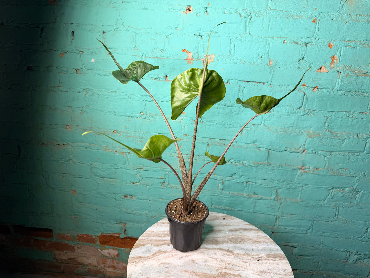 Alocasia Stingray 4”