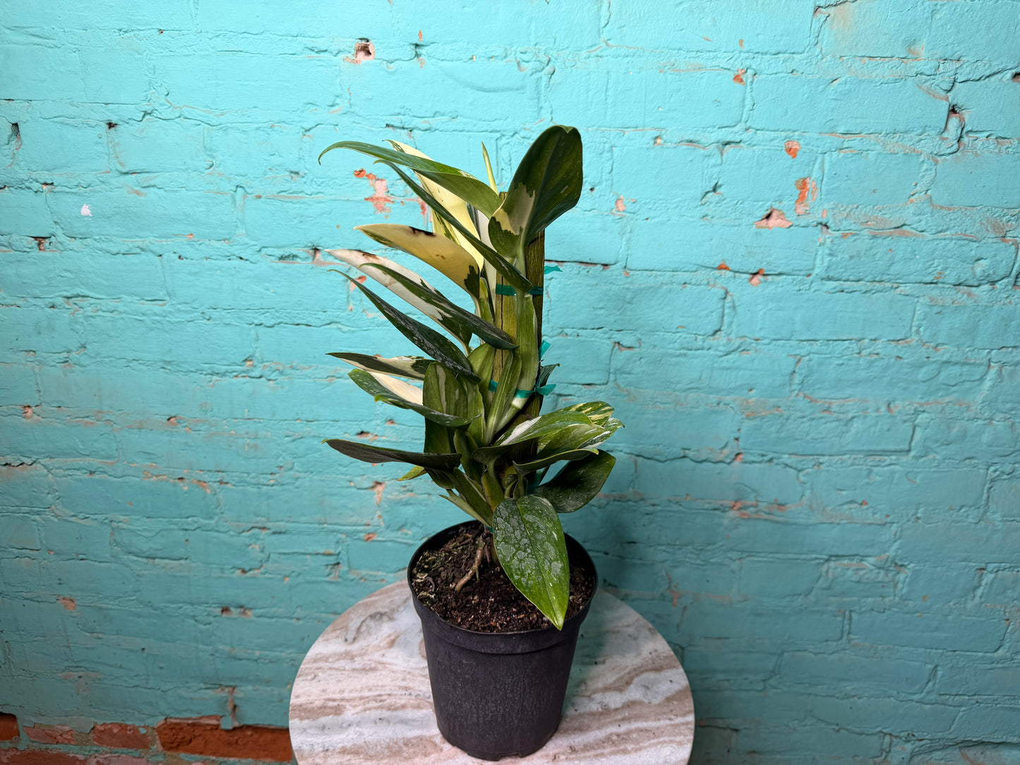 Monstera Standleyana Variegated Totem 6”