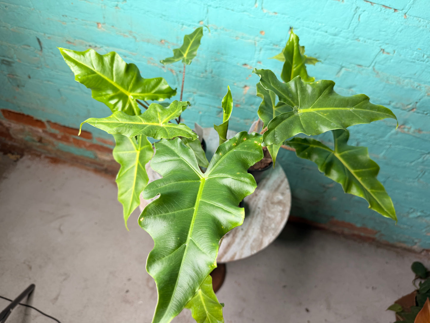 Alocasia Golden Dragon 4”