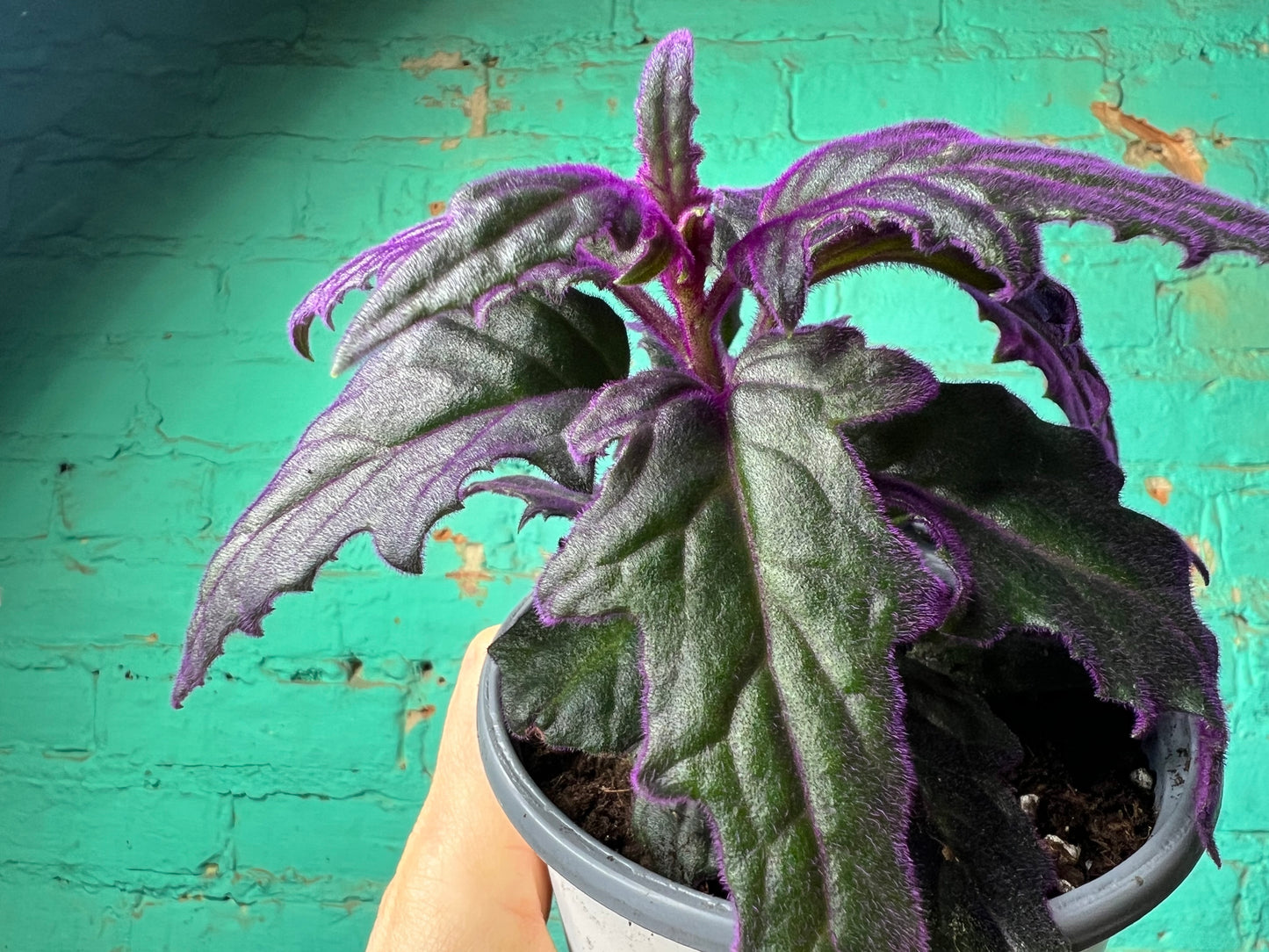 Purple Passion Plant 4”