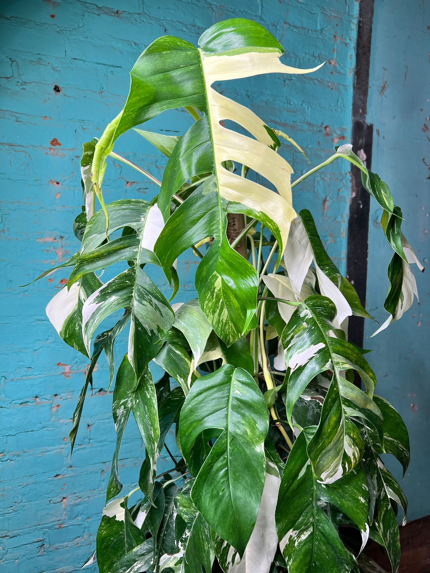 Epipremnum Albo 10” Totem