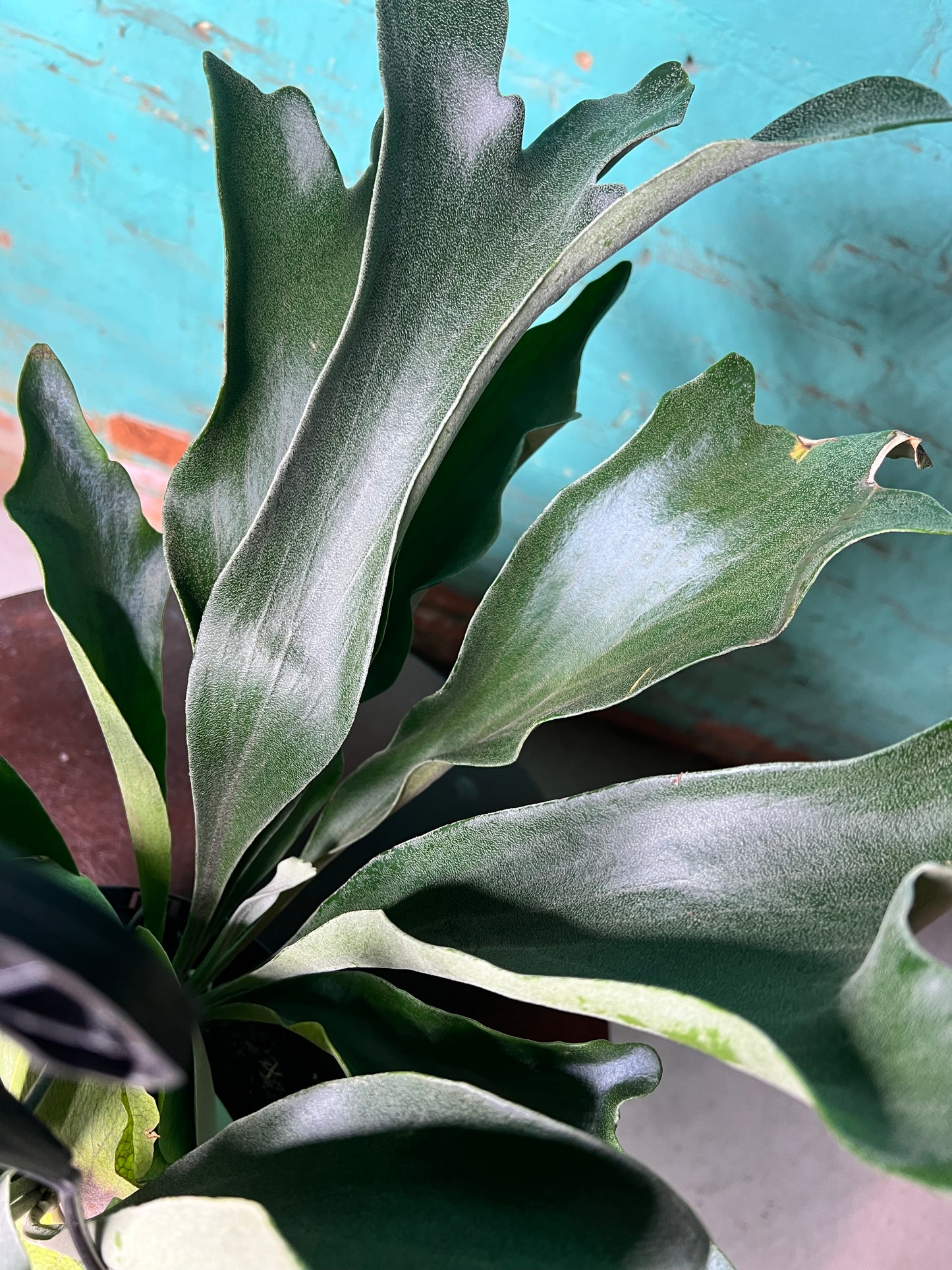 Staghorn Fern  8” basket