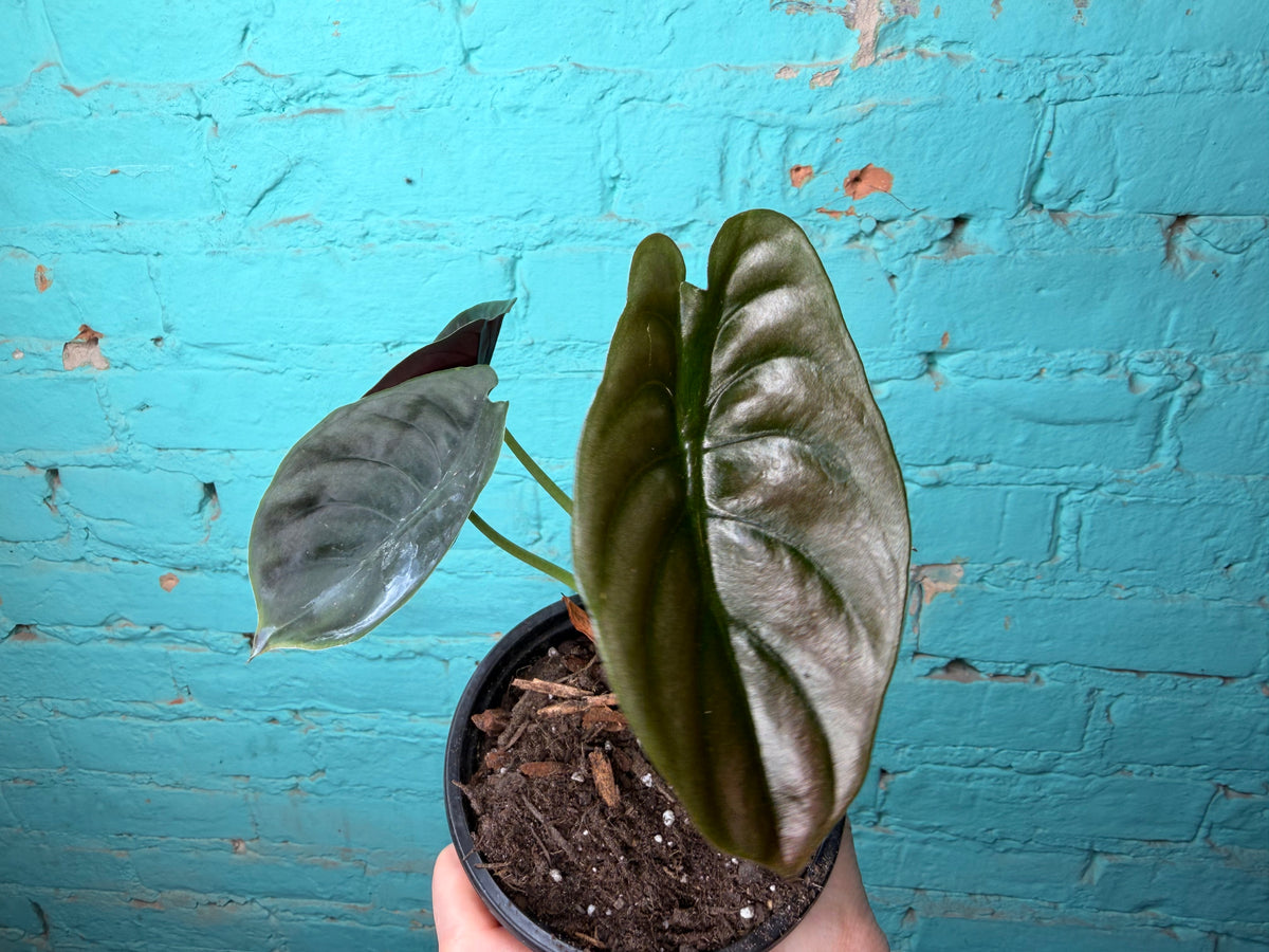 Alocasia Cuprea