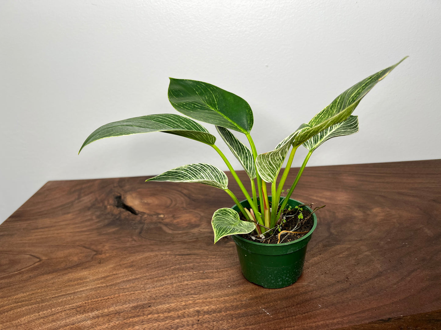 Philodendron Birkin 4”