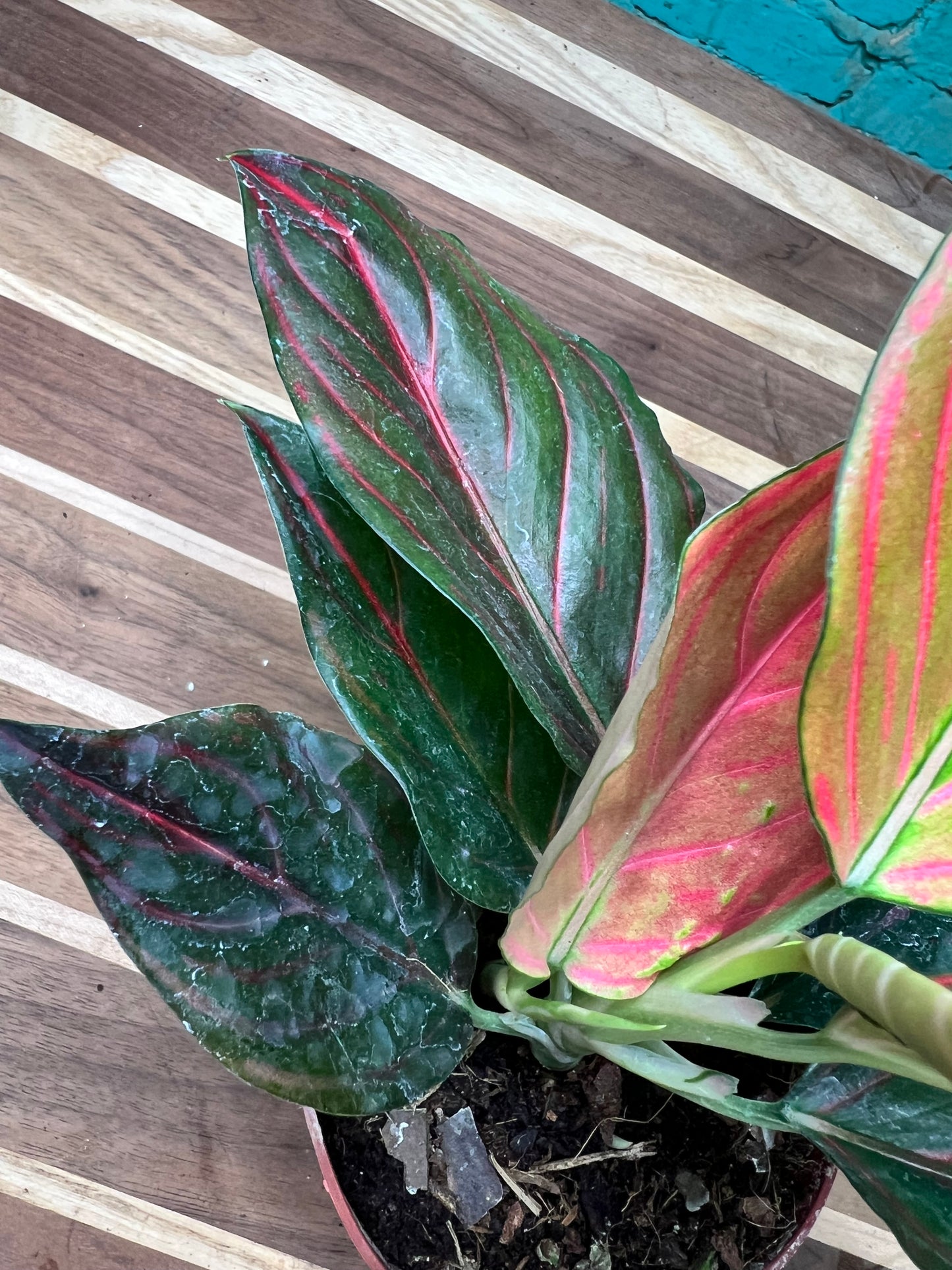 Aglaonema Rotunda Red tiger Variegated 4” (each)