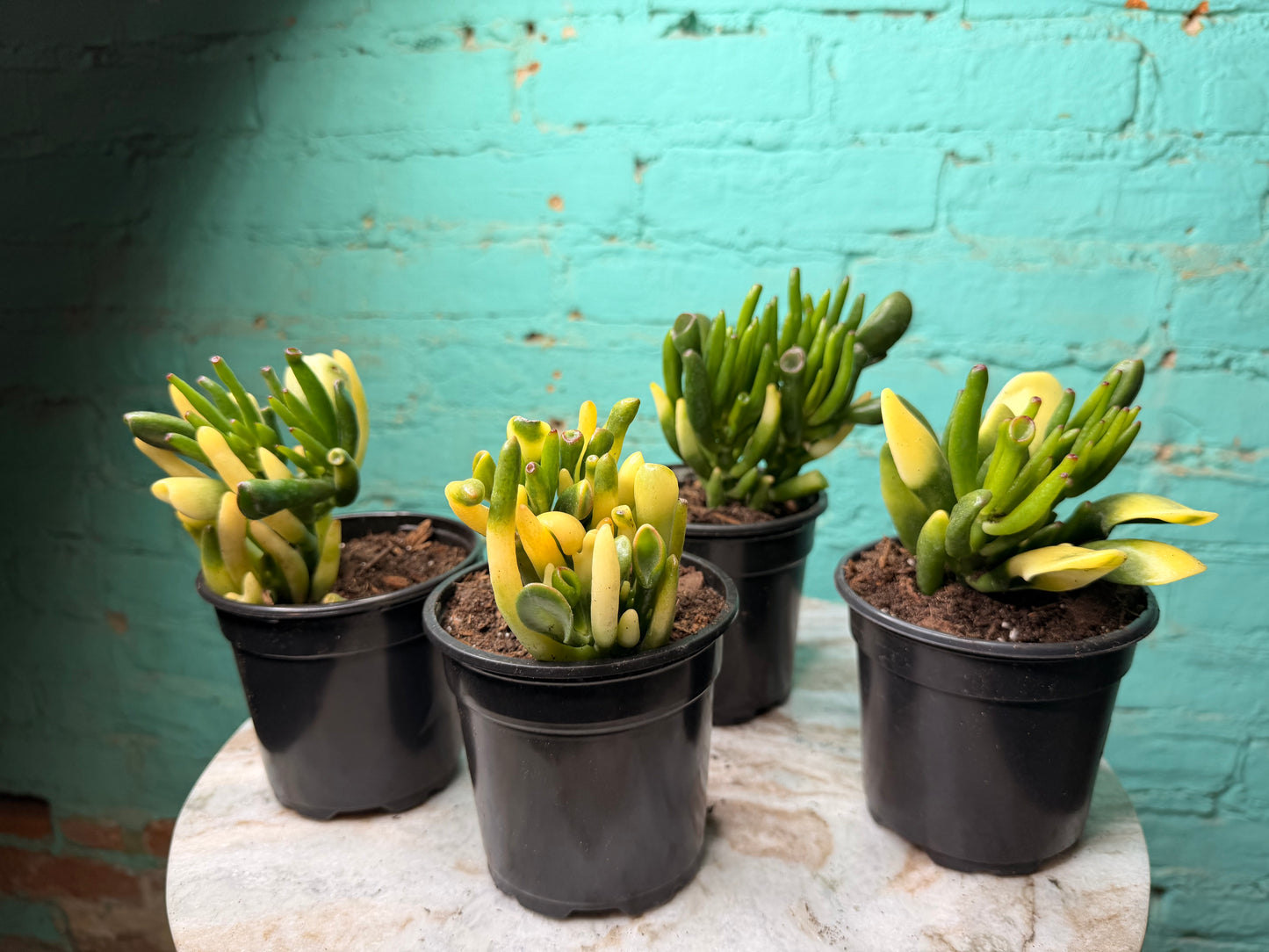Jade- Fingers/Orgre Ears Variegated 4”