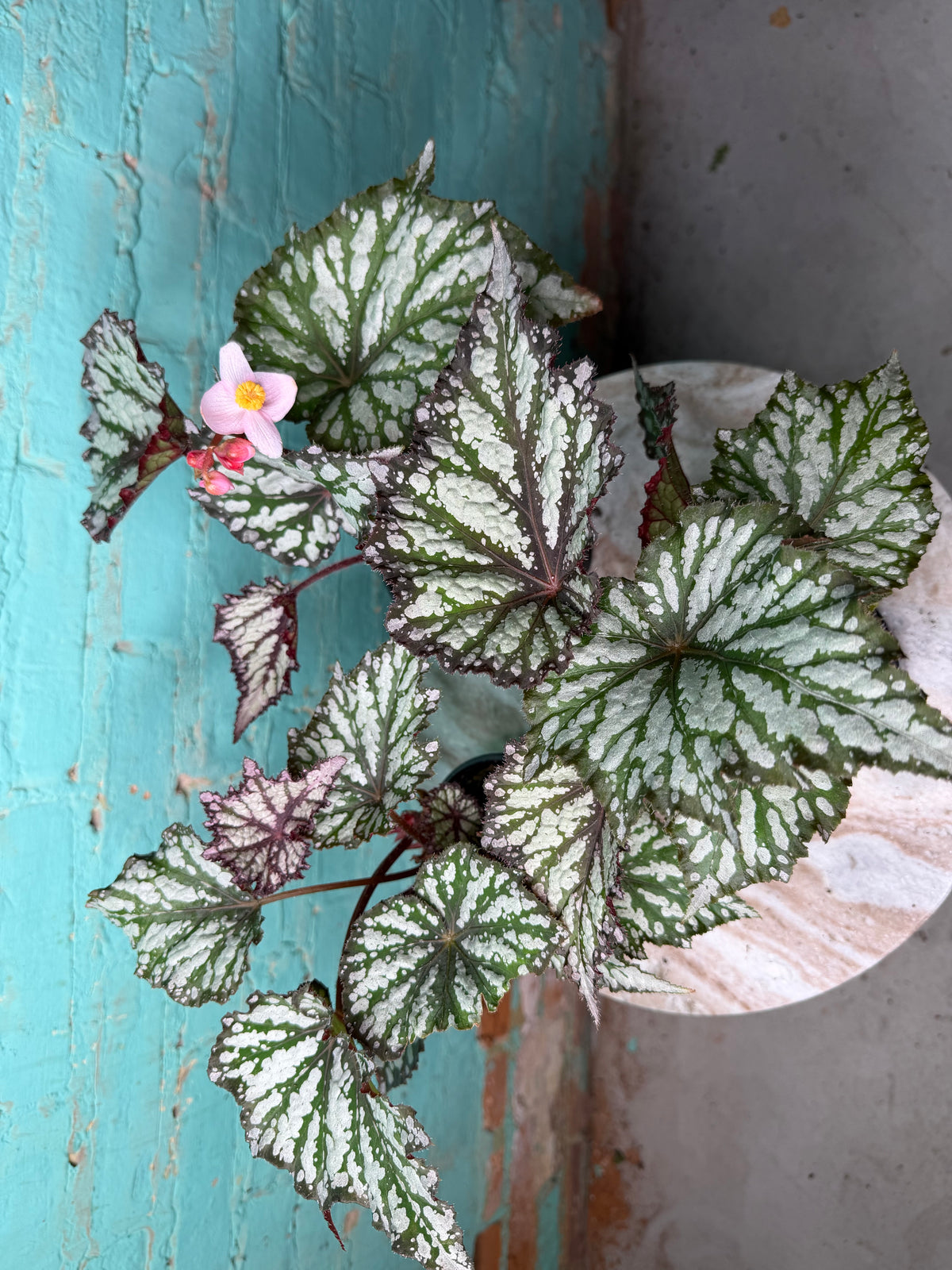 Begonia ‘Summer Storm’  4”
