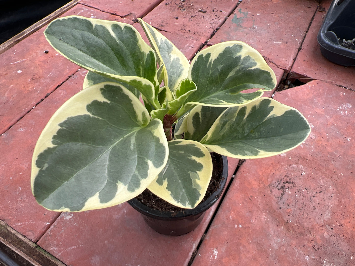 Peperomia Obtusifolia Marble