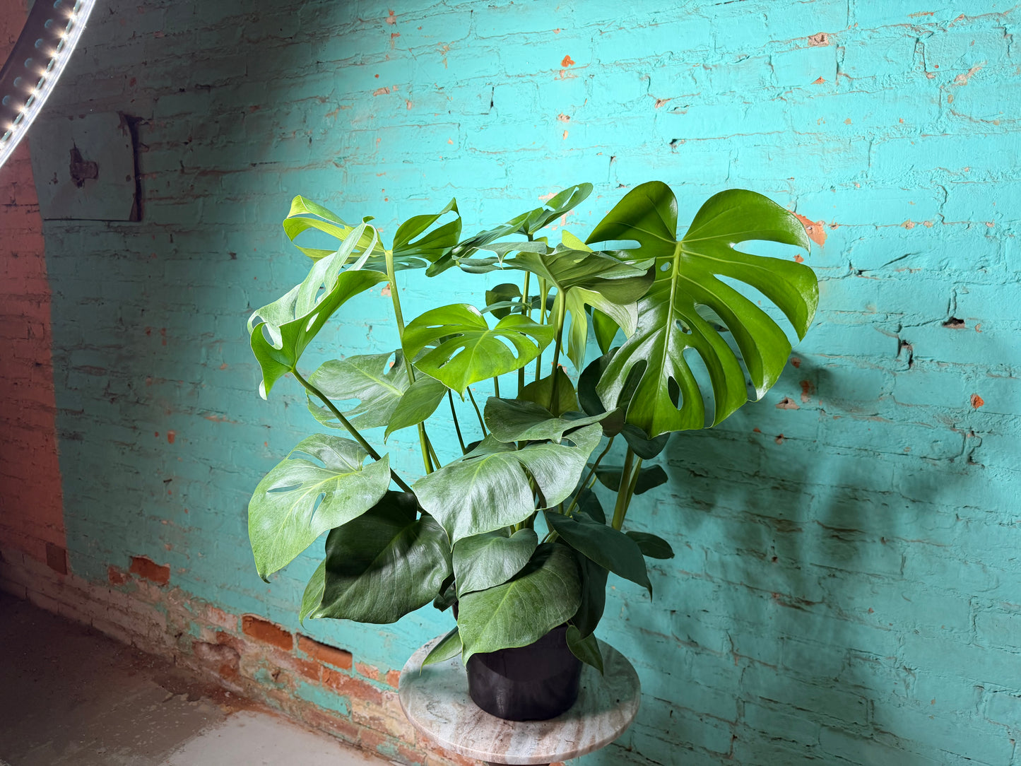 Monstera Deliciosa 8”